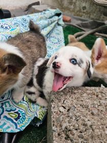3 AUGGIE PUPPIES