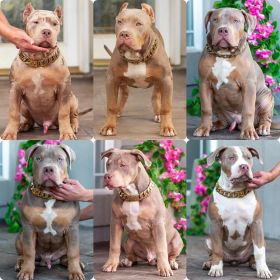 PUREBRED XL & XXL AMERICAN BULLIES FOR SALE & REHOMING