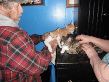 BOX TRAINED KITTENS