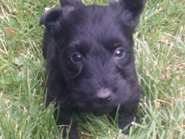 AKC REG. SCOTTISH TERRIER PUPPIES