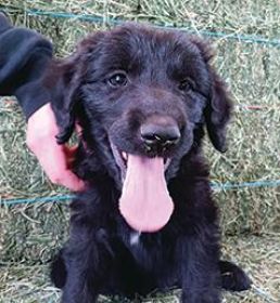 SHEPADOODLE PUPPIES