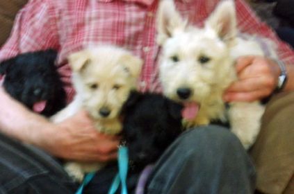 AKC REG. SCOTTISH TERRIER PUPPIES
