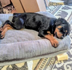 PUREBRED ROTTWEILER PUPPY