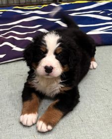AKC BERNESE MOUNTAIN DOG PUPPIES