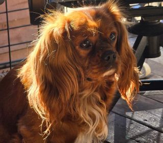 KING CHARLES CAVALIER