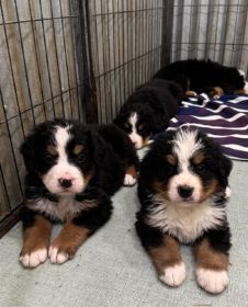 AKC BERNESE MOUNTAIN DOG PUPPIES