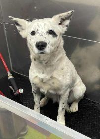 FEMALE CATTLE DOG, READY TO WORK!