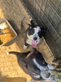 BORDER COLLIE/HEELER