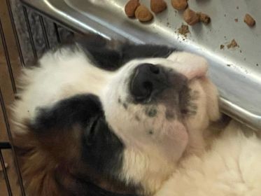 SAINT BERNARD PUPPIES