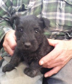 AKC SCOTTISH TERRIER PUPPIES