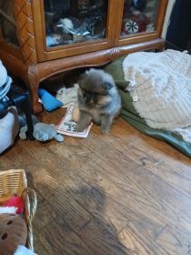 6 WEEK OLD PUREBRED POMERANIANS