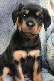 AKC ROTTWEILER PUPPIES