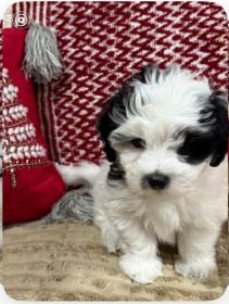 COTON DE TULEAR, TWO LEFT!