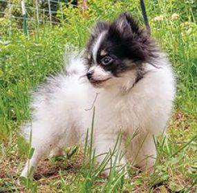 BEAUTIFUL CKC REGISTERED POMERANIAN PUPPIES!