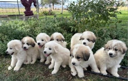 GREAT PYRENEES PUPPIES!