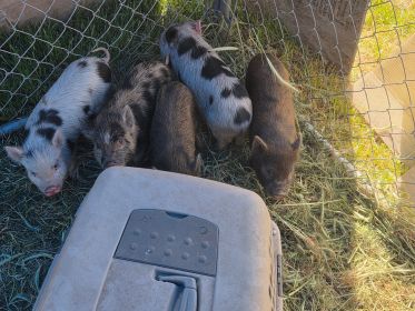 POT BELLY PIGS