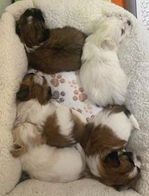 DESIGNER PUPPIES, SHIH TZU, YORKIE, MALTESE