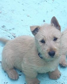 AKC REG. SCOTTISH TERRIER PUPPIES