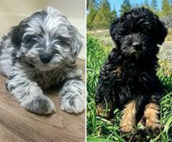 MINIATURE LABRADOODLES