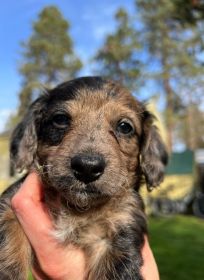 MAZIEPOOS: COCKAPOO/ YORKIEPOO MIX PUPPIES