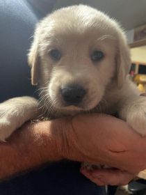 GOLDEN LAB PUPPIES