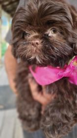 ADORABLE CHOCOLATE SHIH-TZU PUPPIES