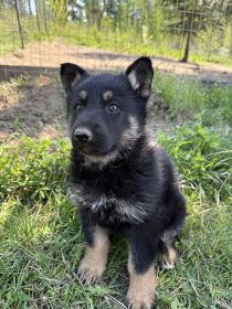 GERMAN SHEPHERD PUPPIES