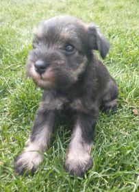 FAMILY RAISED PUREBRED MINIATURE SCHNAUZERS