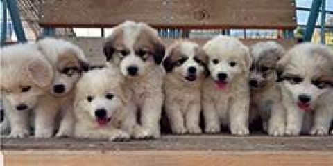 PUREBRED GREAT PYRENESS PUPPIES