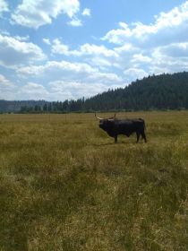MINIATURE RODEO BULLS