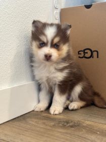 BLUE-EYED POMSKY PUPPIES