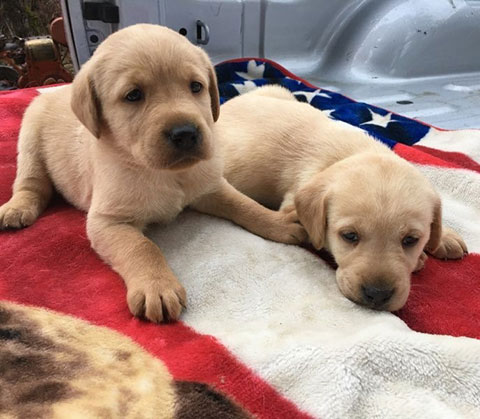 AKC REG. YELLOW LABRADOR RETRIEVER PUPPIES AKC REG. YELLOW LABRADOR RETRIEVER PUPPIES