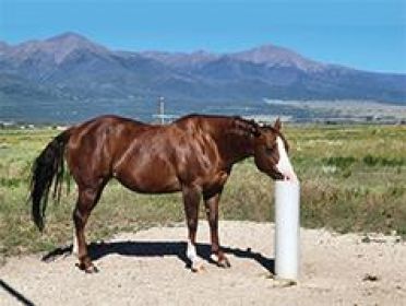 LIVESTOCK DRINKING POST
