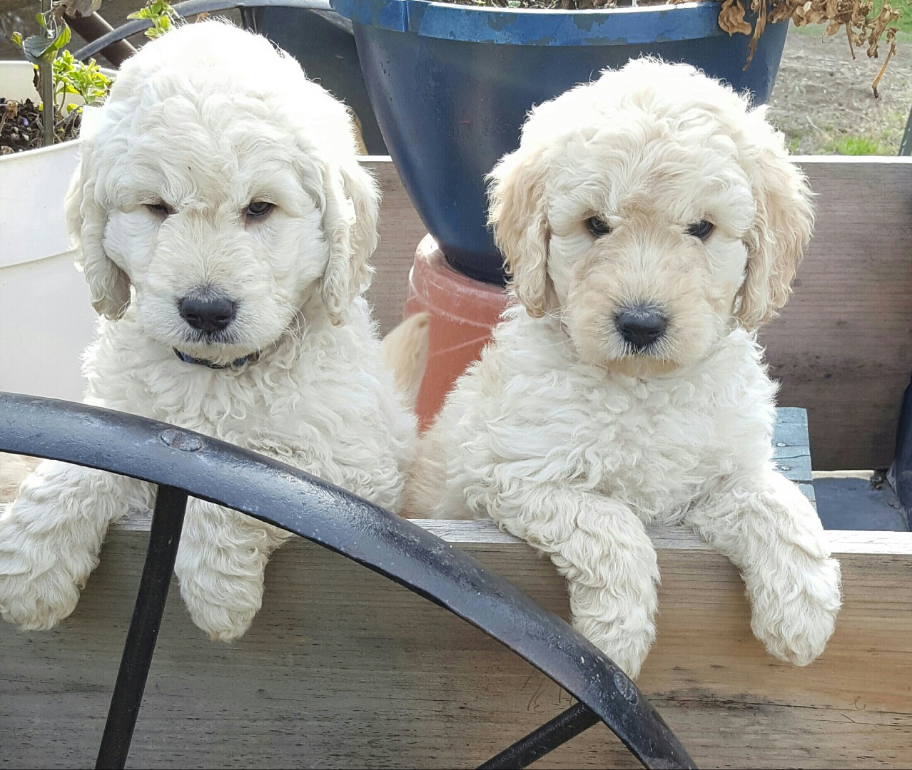 GOLDENDOODLE F1B PUPPIES GOLDENDOODLE F1B PUPPIES