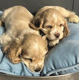 AMERICAN COCKER SPANIEL PUPPIES