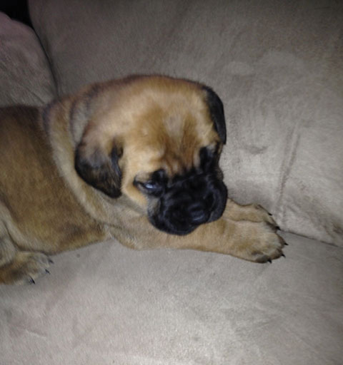GLADIATOR MASTIFF PUPPIES GLADIATOR MASTIFF PUPPIES