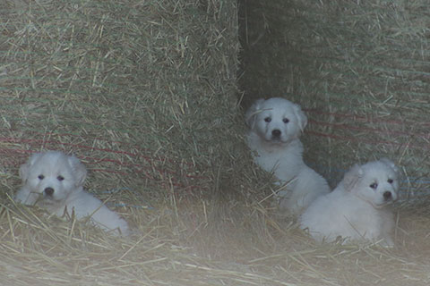 MAREMMA/ GREAT PYRENEES GUARDIAN PUPPIES