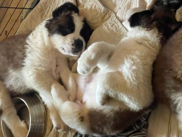 SAINT BERNARD PUPPIES