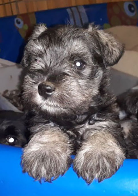 AKC MINI SCHNAUZER PUPPIES