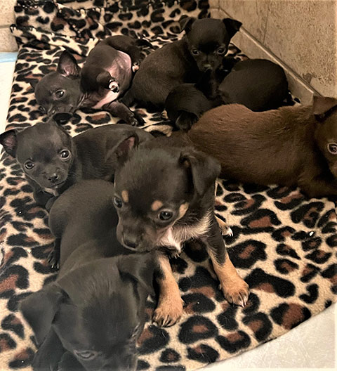 CHIHUAHUA PUPPIES