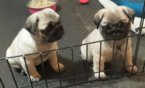AKC REG. PUG PUPPIES