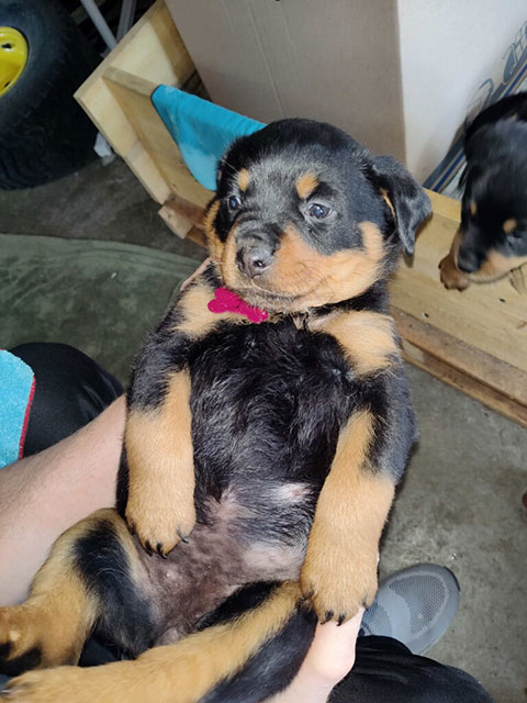 ROTTWEILER PUPPIES ROTTWEILER PUPPIES