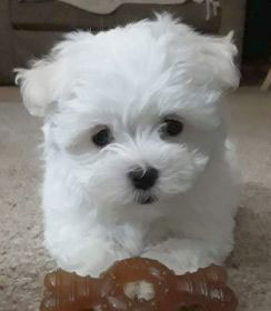 LADIES! AKC PREMIUM MALTESE PUPPIES ARE HERE