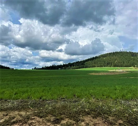 WORLEY, ID: 10-ACRE SUNNYSLOPES PARCELS $235,000 EACH WORLEY, ID: 10-ACRE SUNNYSLOPES PARCELS $235,000 EACH