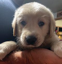 GOLDEN LAB PUPPIES