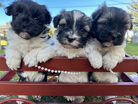 HAVANESE PUREBRED HAVANESE PUREBRED