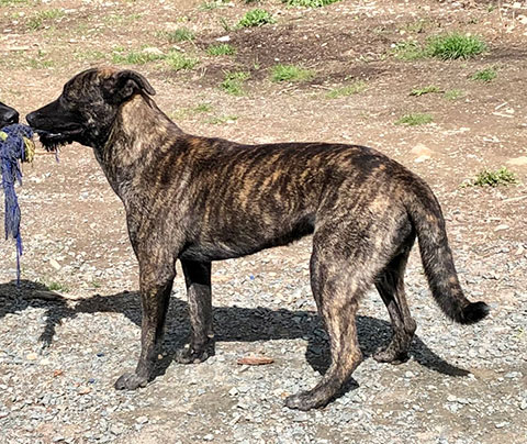 REWARD FOR LOCATING OUR SWEET BOY!