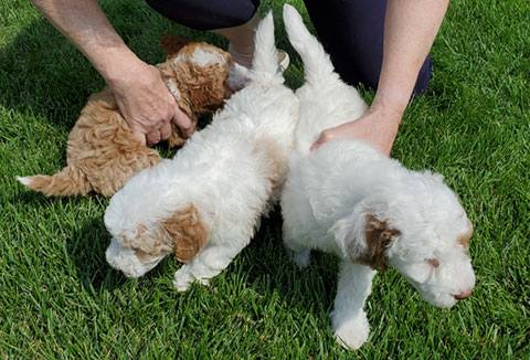 F3 MINI GOLDENDOODLE PUPPIES