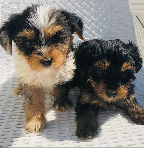 YORKIE PUPPIES