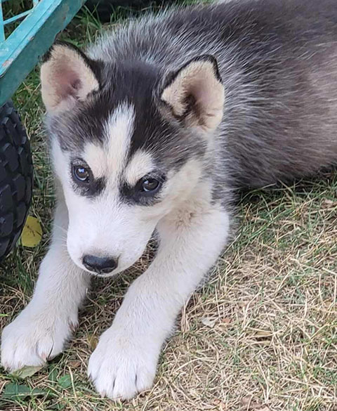 ADORABLE AKC SIBERIAN MALE PUPPIES